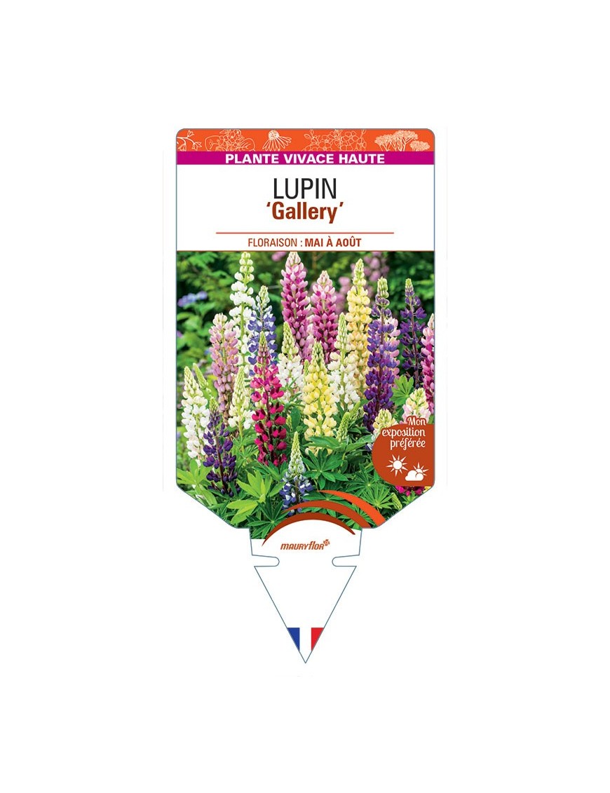 LUPINUS Gallery (varié)