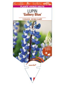 LUPINUS Gallery Blue