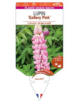 LUPINUS Gallery Pink