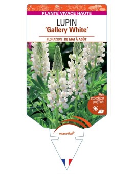 LUPINUS Gallery White