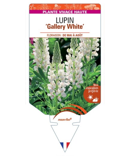 LUPINUS Gallery White