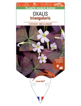 OXALIS triangularis (blanc) *