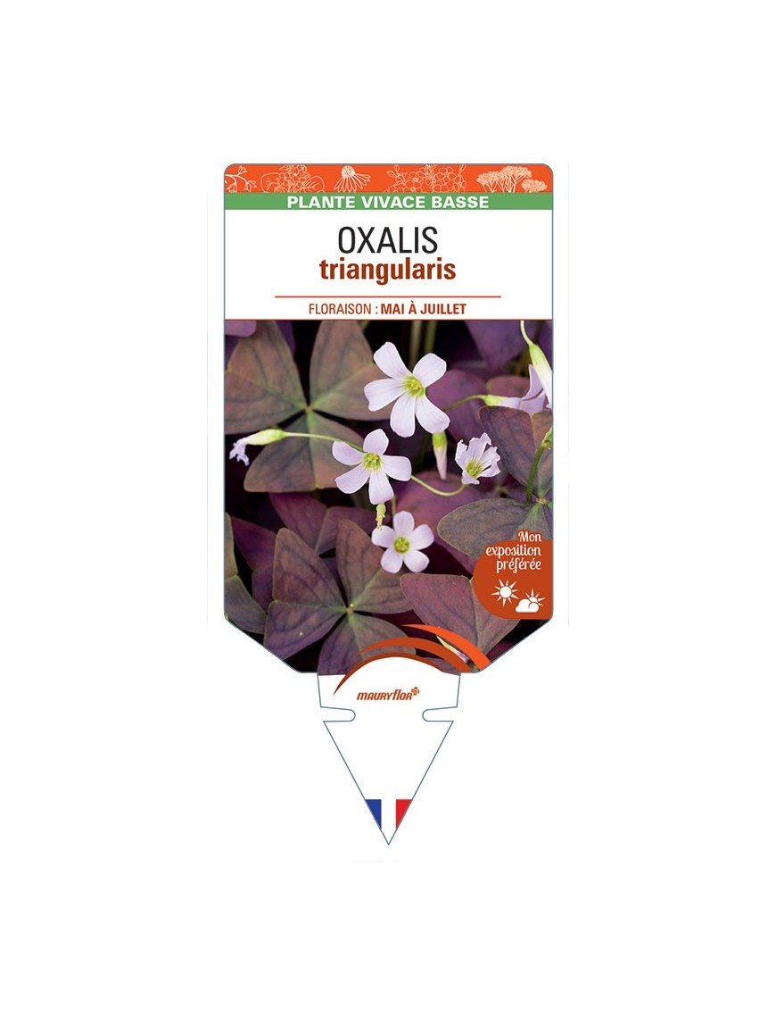 OXALIS triangularis (blanc) *