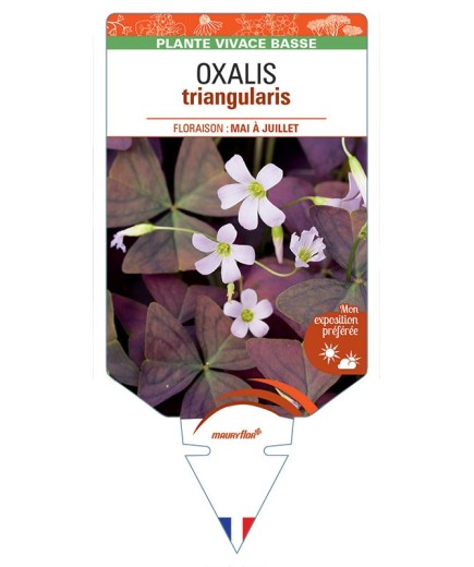 OXALIS triangularis (blanc) *