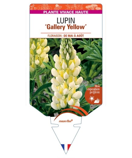 LUPINUS Gallery Yellow
