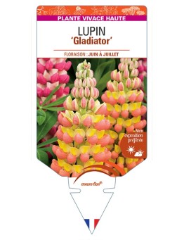 LUPINUS Gladiator