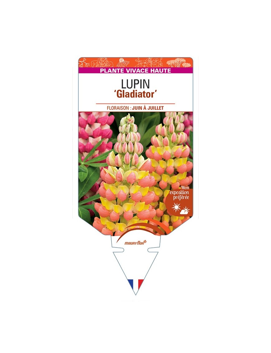LUPINUS Gladiator