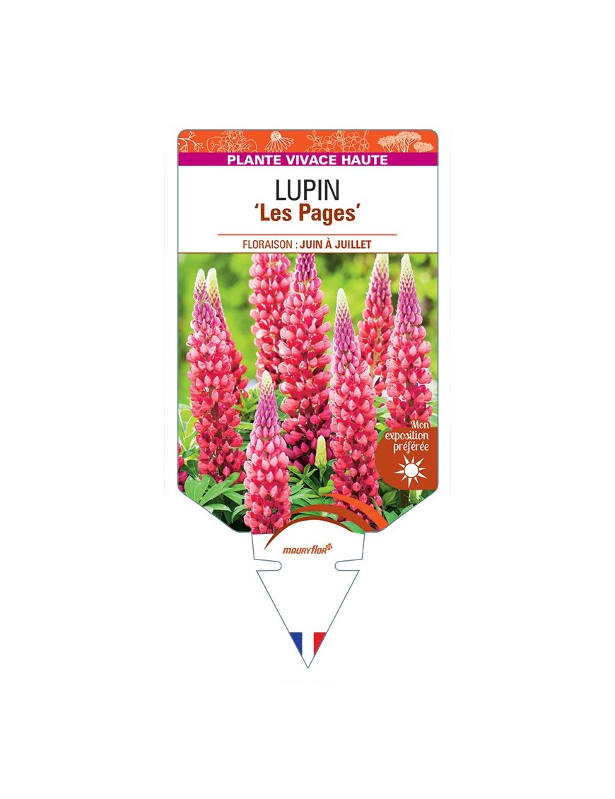 LUPINUS Les Pages