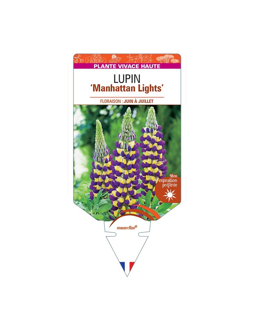 LUPINUS Manhattan Lights