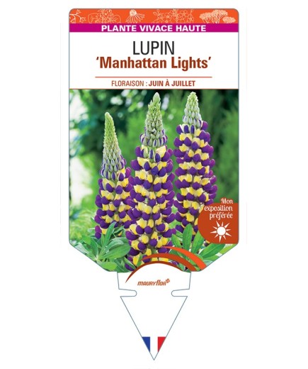 LUPINUS Manhattan Lights