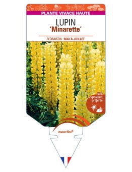 LUPINUS MINARETTE (jaune)