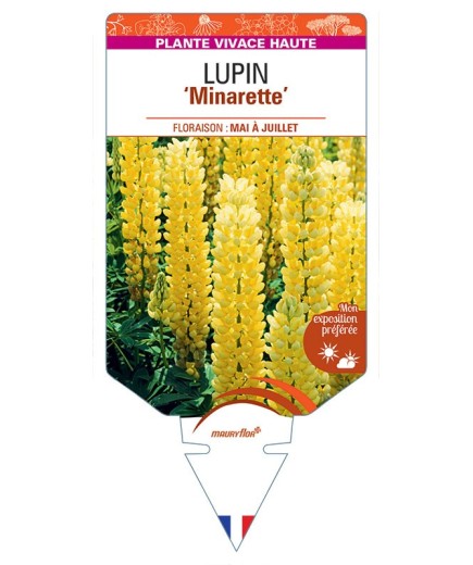 LUPINUS MINARETTE (jaune)