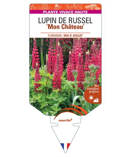 LUPINUS 'Mon Château' voir LUPIN DE RUSSEL (rouge)