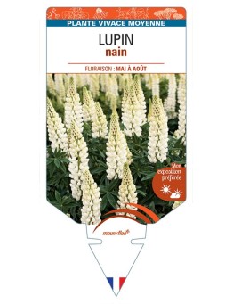 LUPINUS nain (blanc)