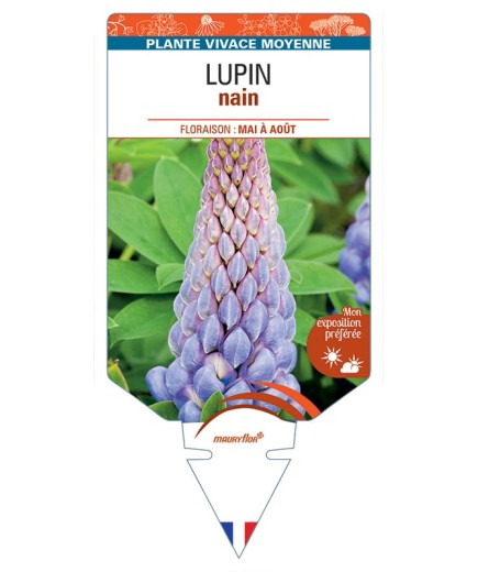 LUPINUS nain (bleu clair)