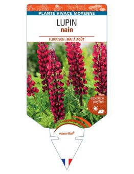 LUPINUS nain (rouge)