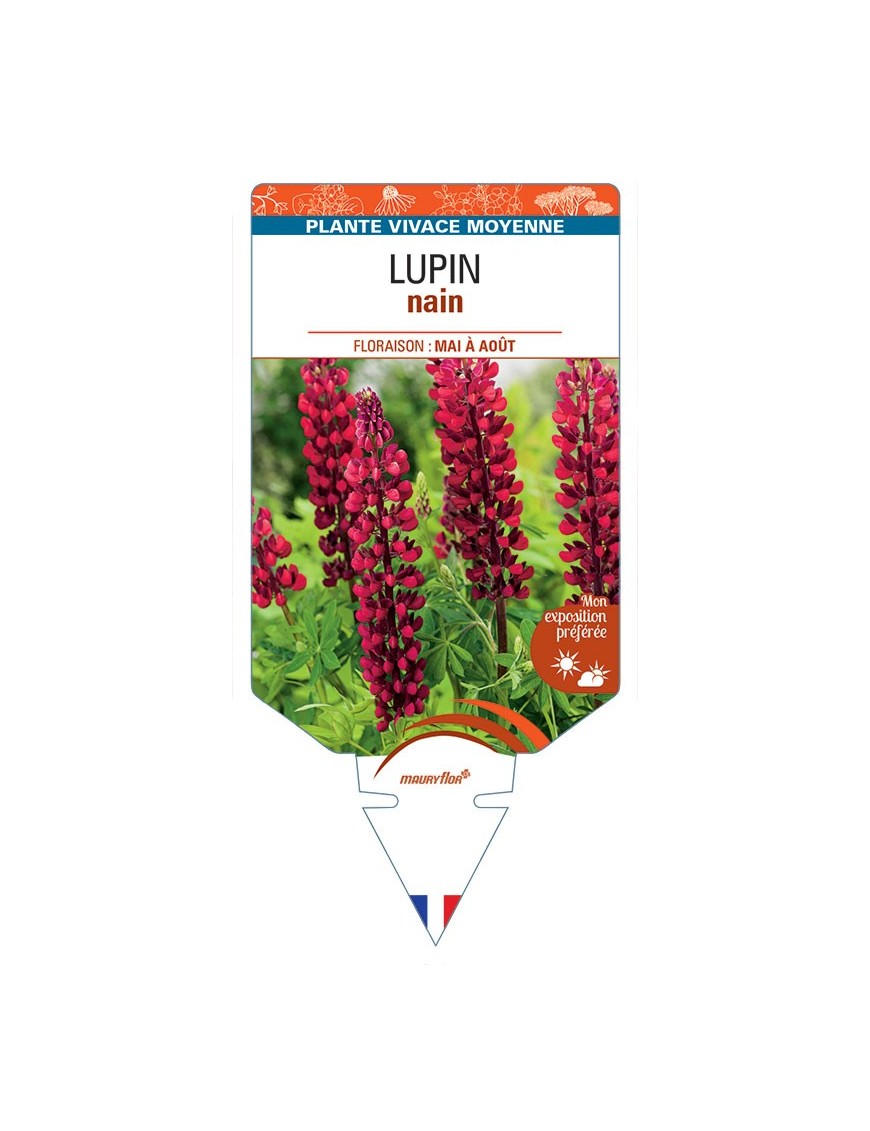 LUPINUS nain (rouge)