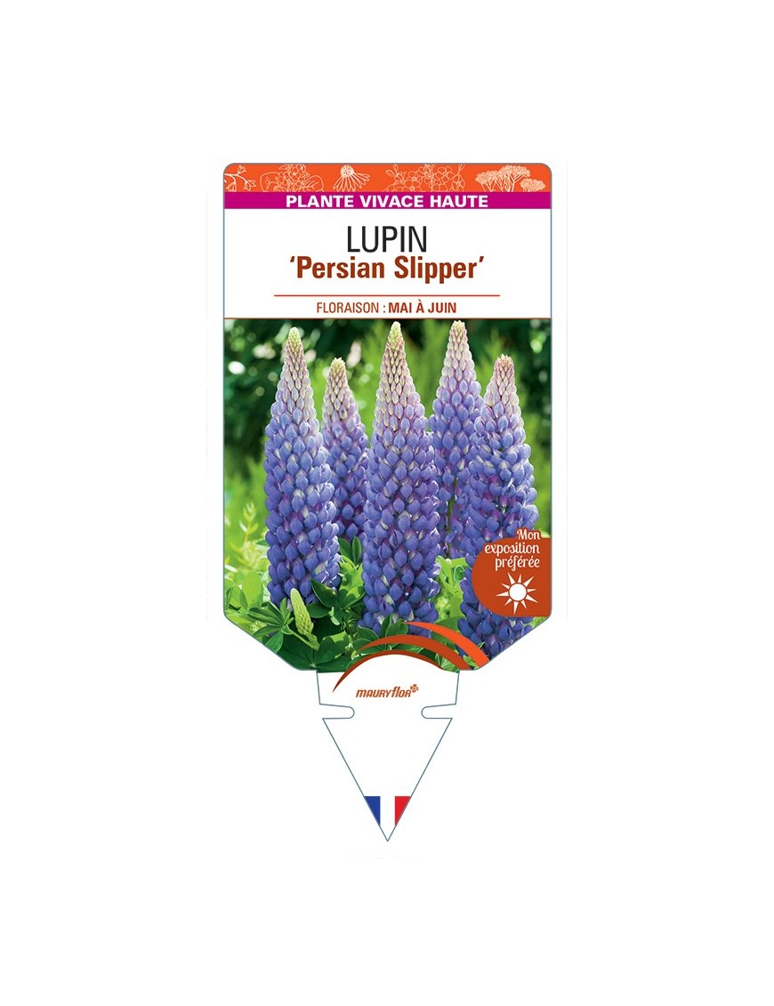 LUPINUS Persian Slipper