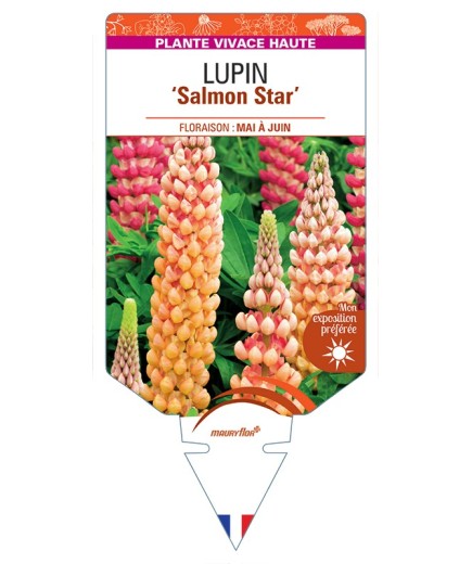 LUPINUS polyphyllus Salmon Star