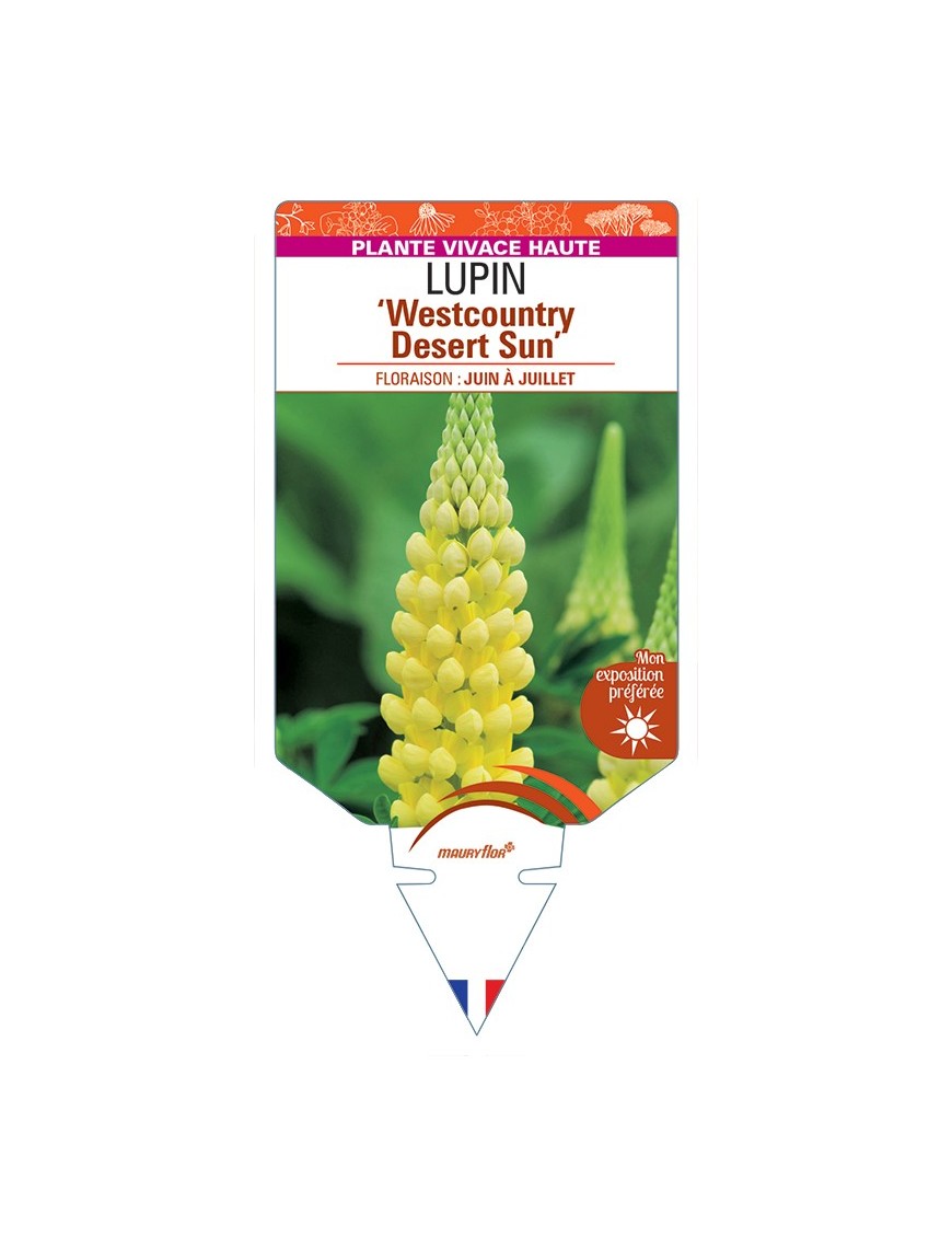 LUPINUS Westcountry Desert Sun