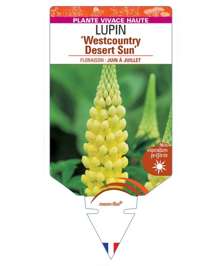 LUPINUS Westcountry Desert Sun