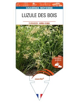 LUZULA SYLVATICA voir Luzule des bois
