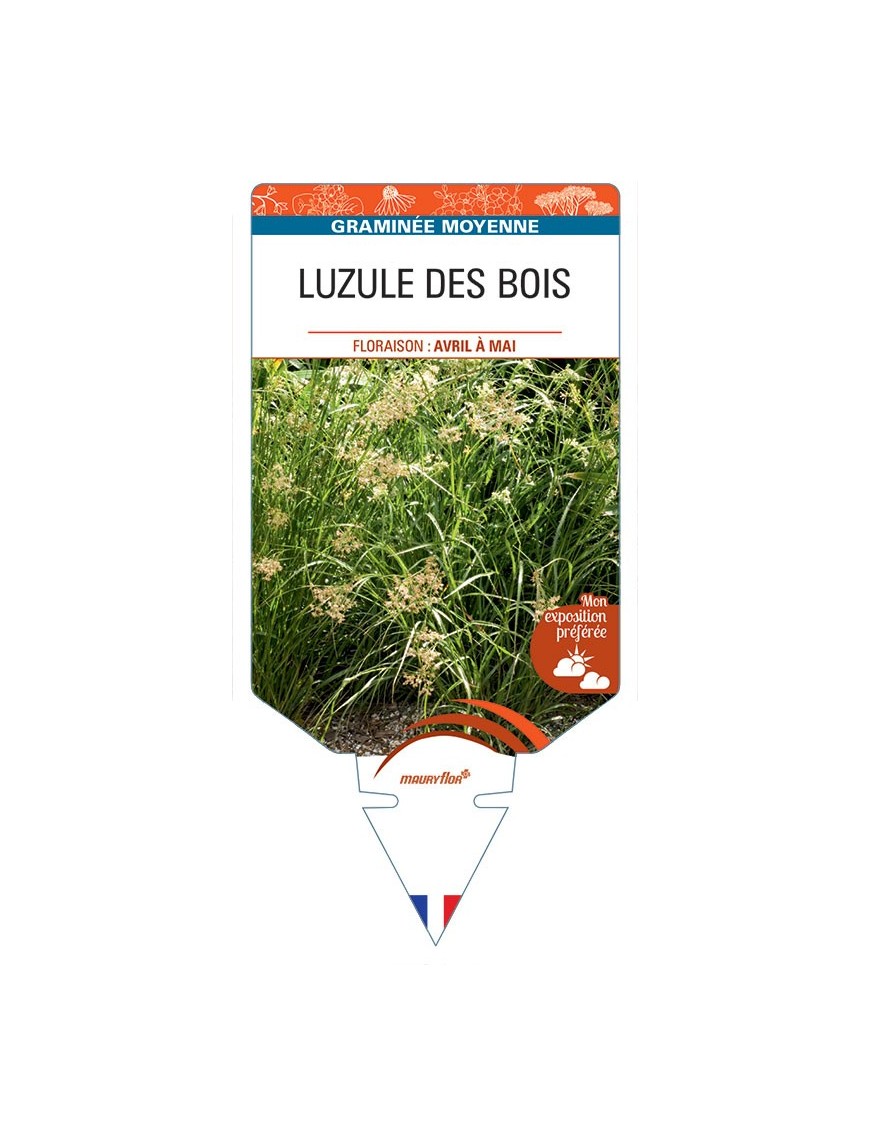 LUZULA SYLVATICA voir Luzule des bois