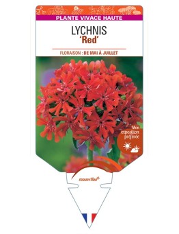 LYCHNIS (chalcedonica) Red (Croix de Jérusalem)