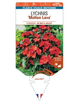 LYCHNIS (haagena) Molton Lava (Croix de Malte)