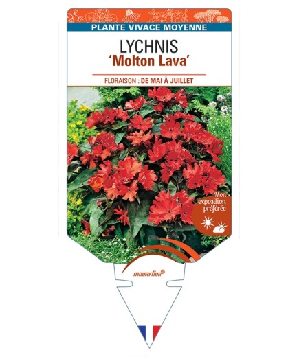LYCHNIS (haagena) Molton Lava (Croix de Malte)