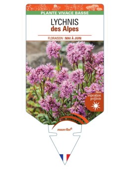 LYCHNIS ALPINA (rose)