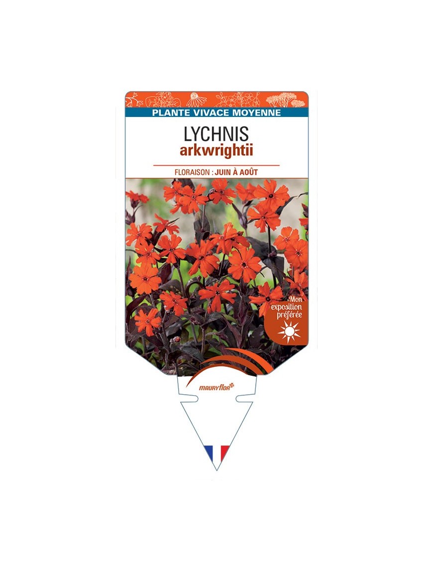 LYCHNIS ARKWRIGHTII (orange)