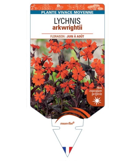 LYCHNIS ARKWRIGHTII (orange)