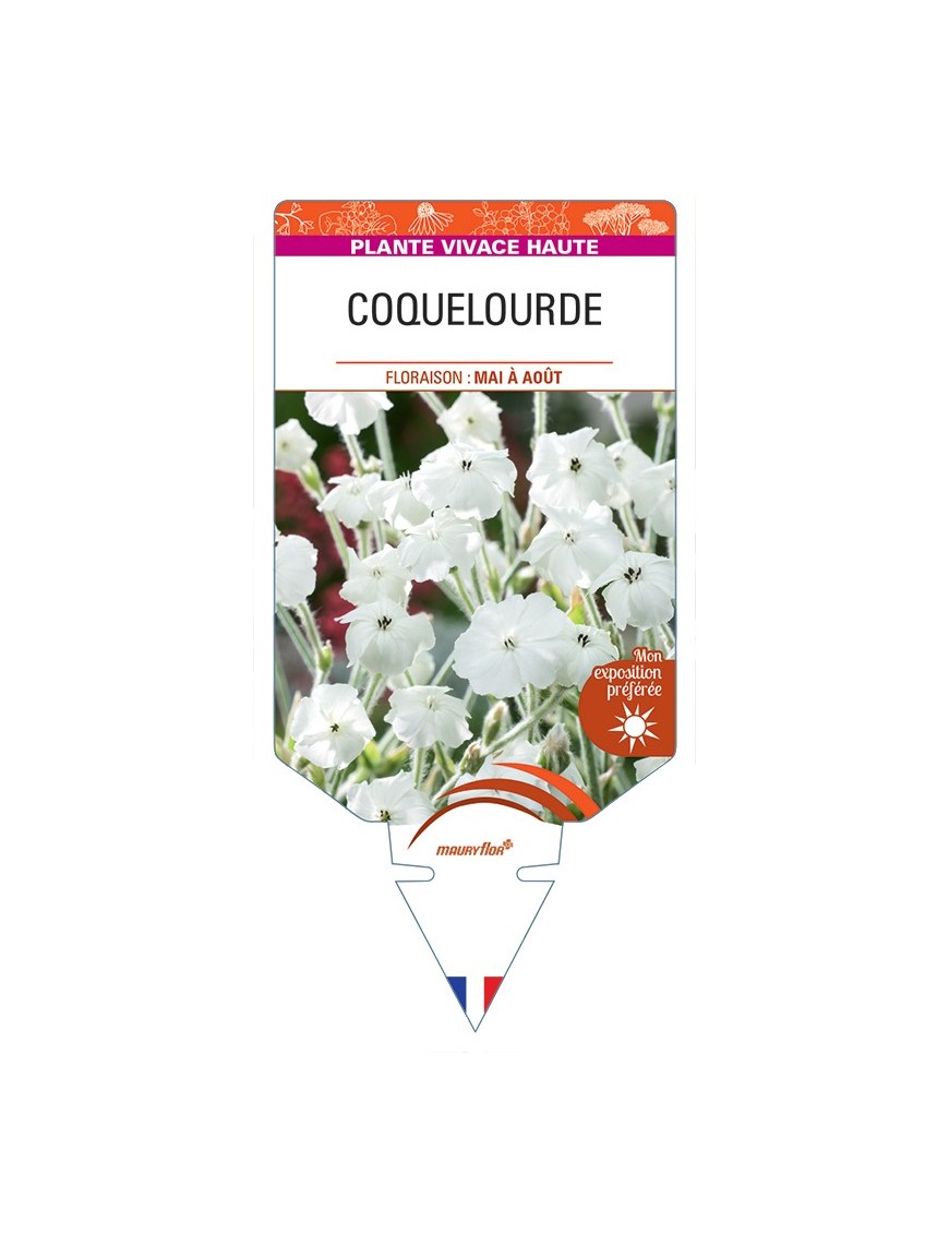 LYCHNIS coronaria voir Coquelourde (blanc)