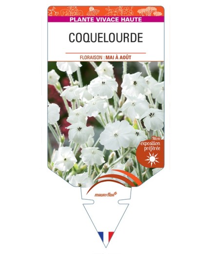 LYCHNIS coronaria voir Coquelourde (blanc)