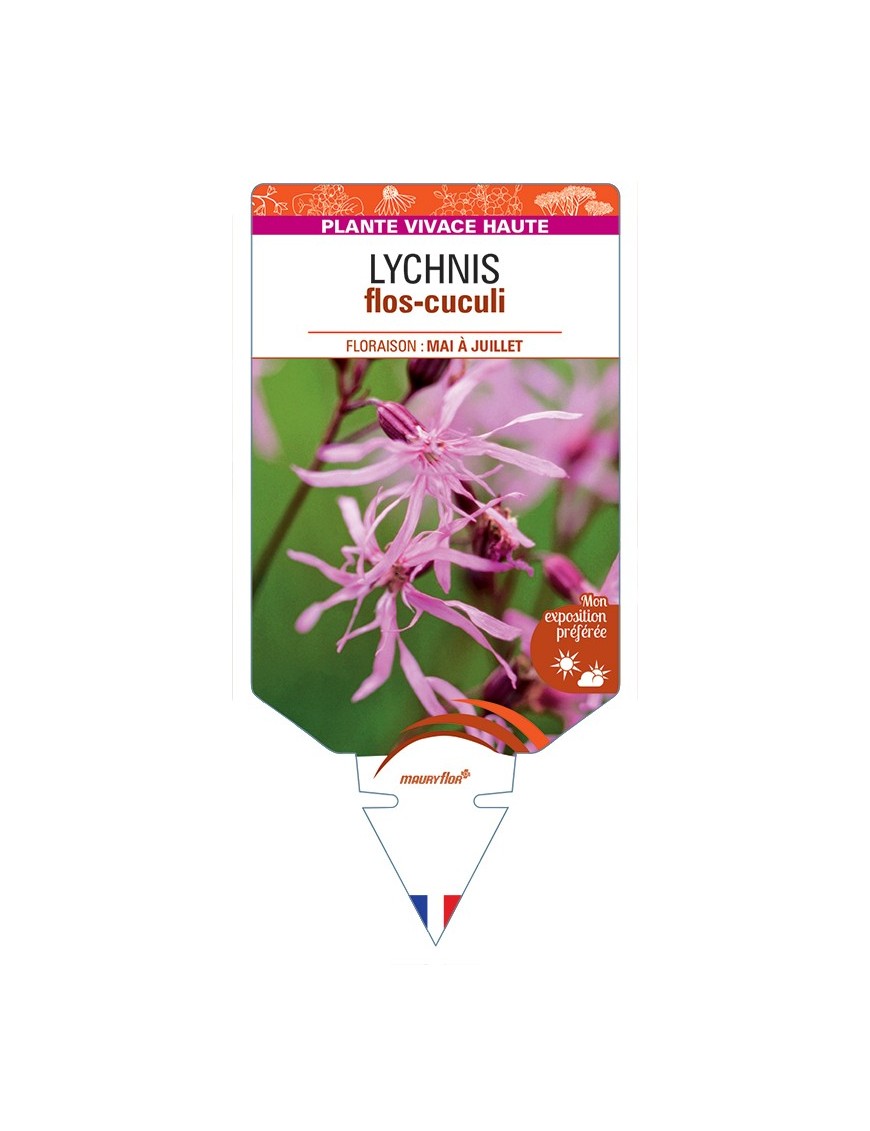 LYCHNIS flos-cuculi