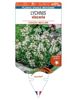 LYCHNIS VISCARIA (blanc)