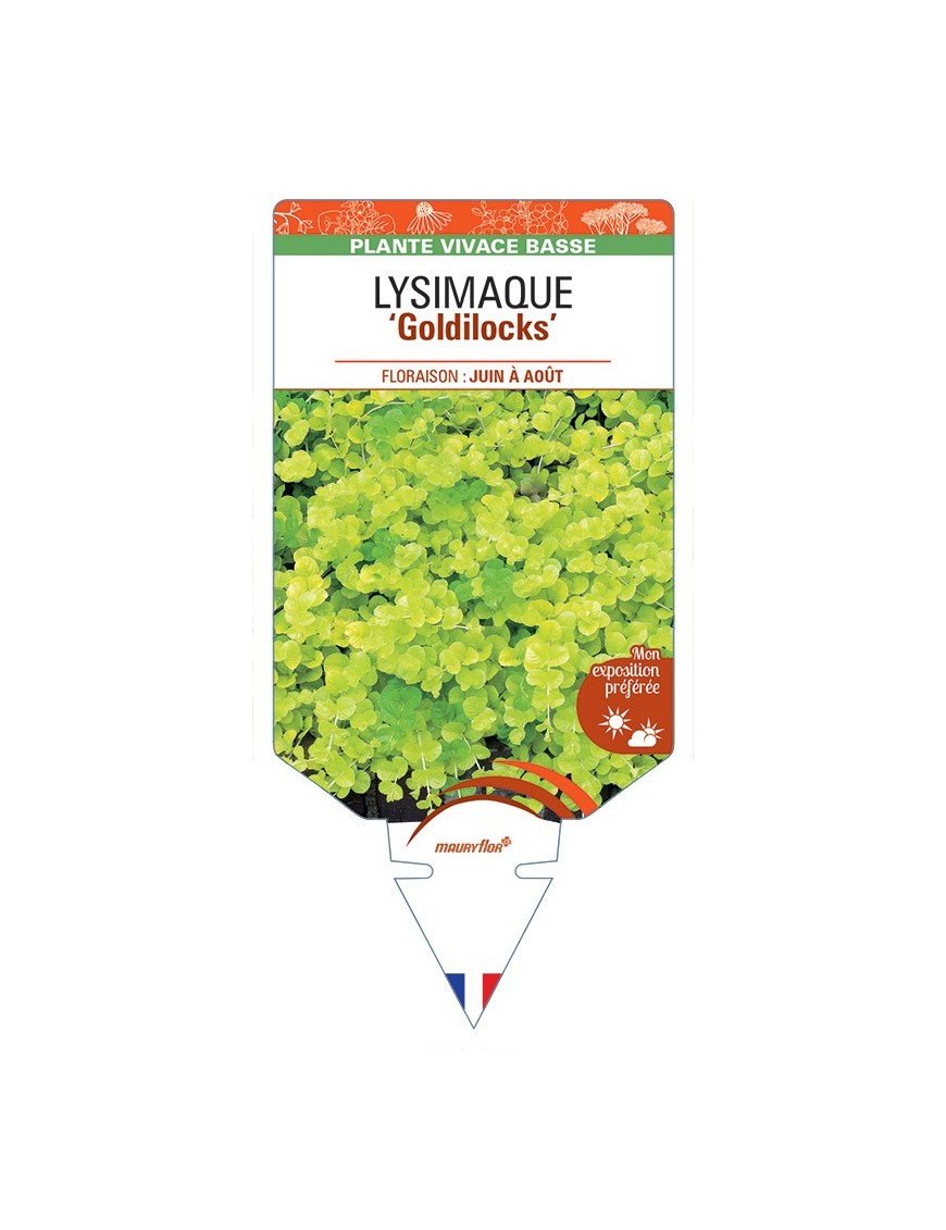 LYSIMACHIA (nummularia) Goldilocks