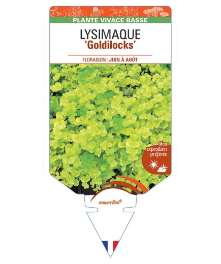 LYSIMACHIA (nummularia) Goldilocks