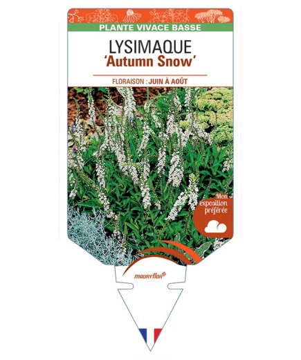 LYSIMACHIA Autumn Snow voir Lysimaque