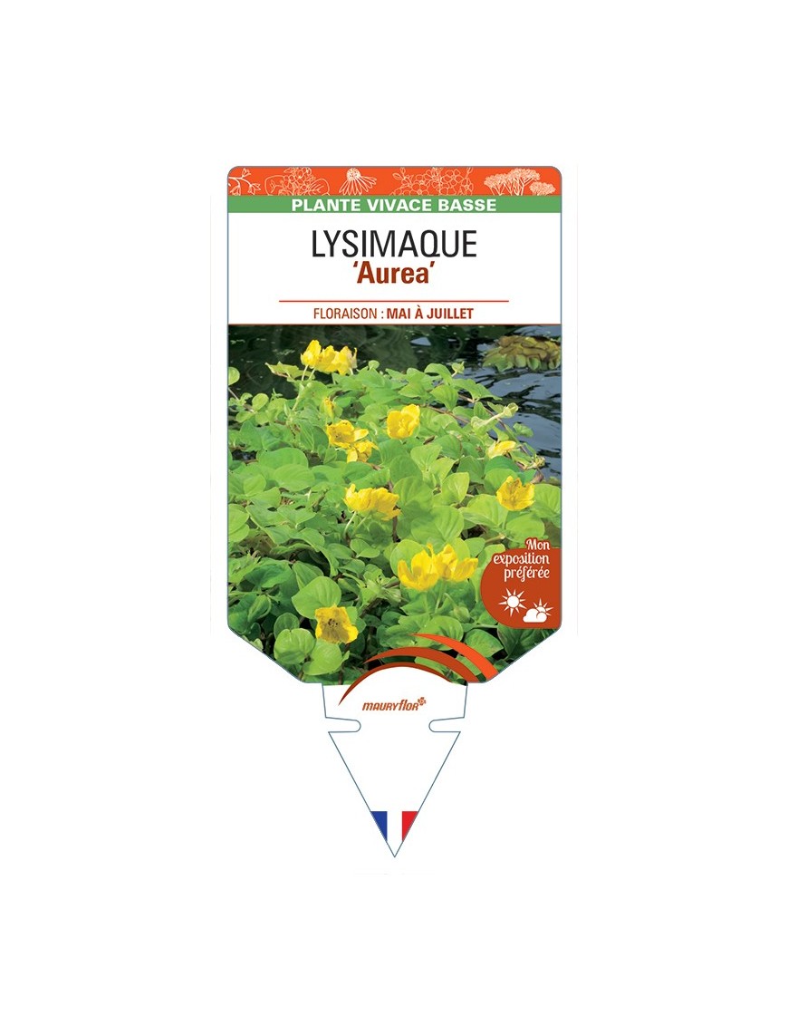 LYSIMACHIA nummularia Aurea voir Lysimaque
