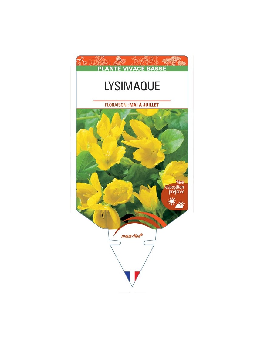LYSIMACHIA nummularia voir Lysimaque (jaune)