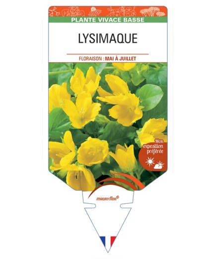 LYSIMACHIA nummularia voir Lysimaque (jaune)