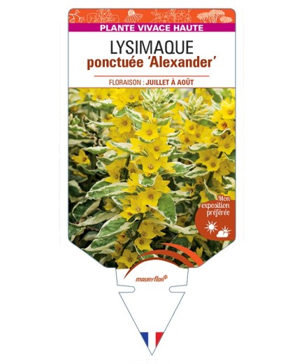 LYSIMACHIA punctata Alexander voir Lysimaque ponctuée