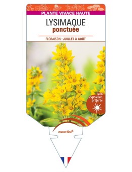 LYSIMACHIA punctata voir Lysimaque ponctuée (jaune)