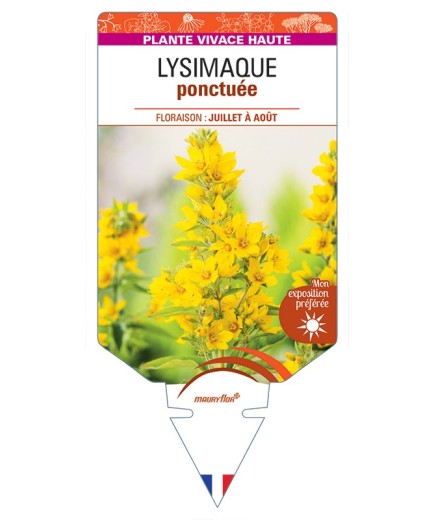 LYSIMACHIA punctata voir Lysimaque ponctuée (jaune)