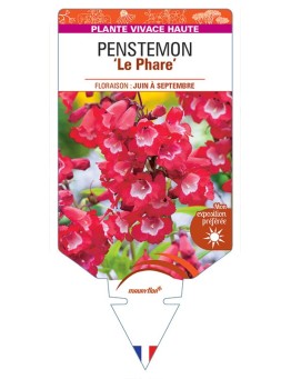 PENSTEMON 'Le Phare' (rouge à cœur blanc) *