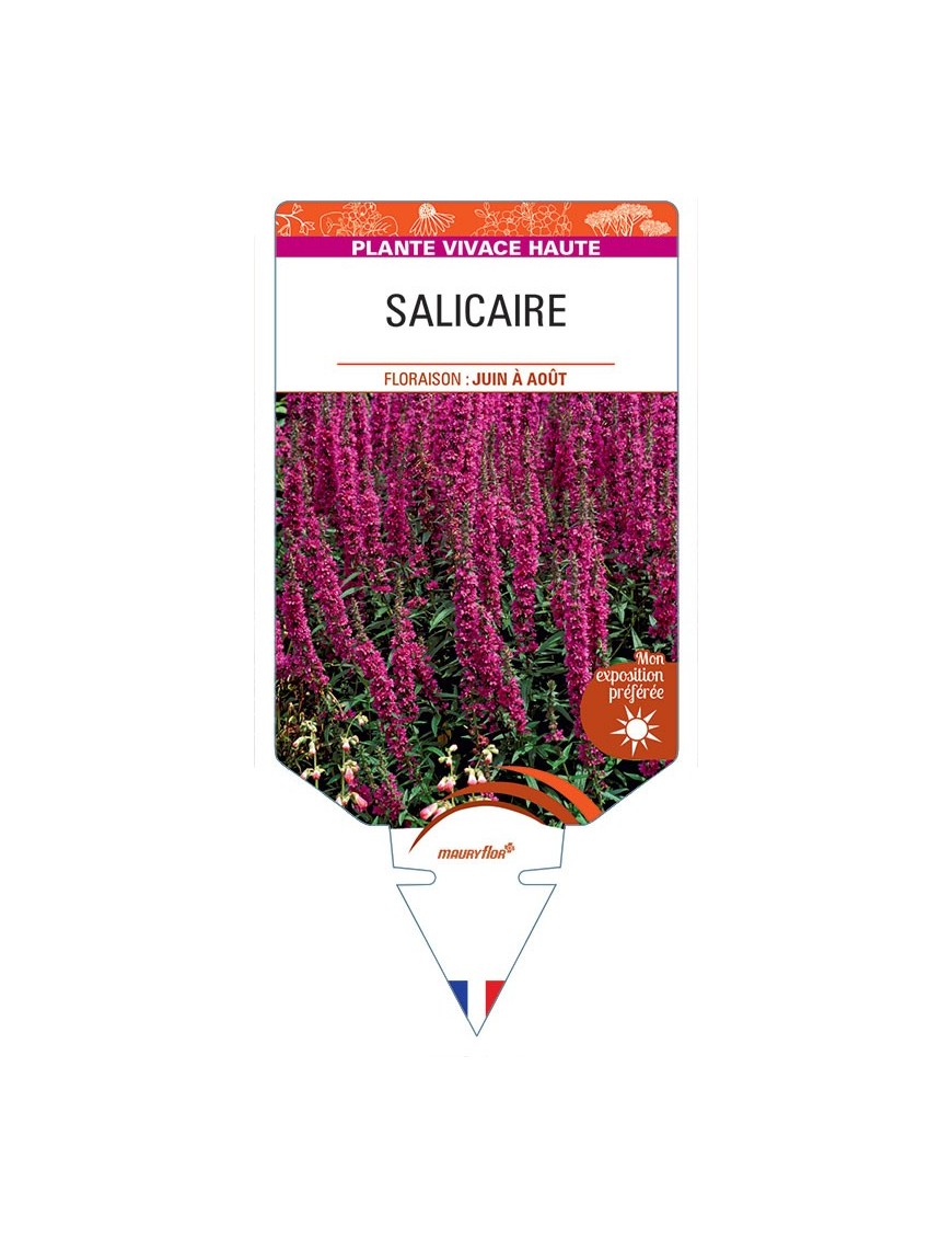 LYTHRUM SALICARIA voir Salicaire (rouge)