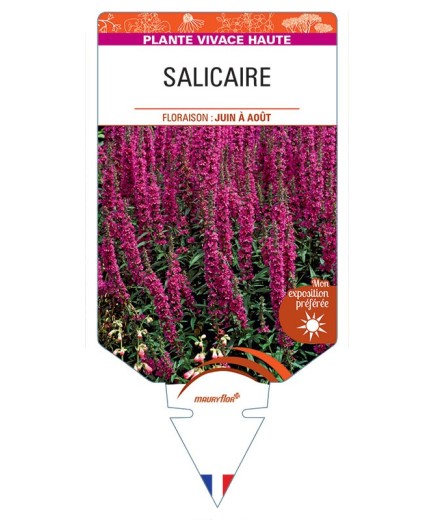 LYTHRUM SALICARIA voir Salicaire (rouge)