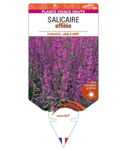LYTHRUM salicaria voir Salicaire effilée